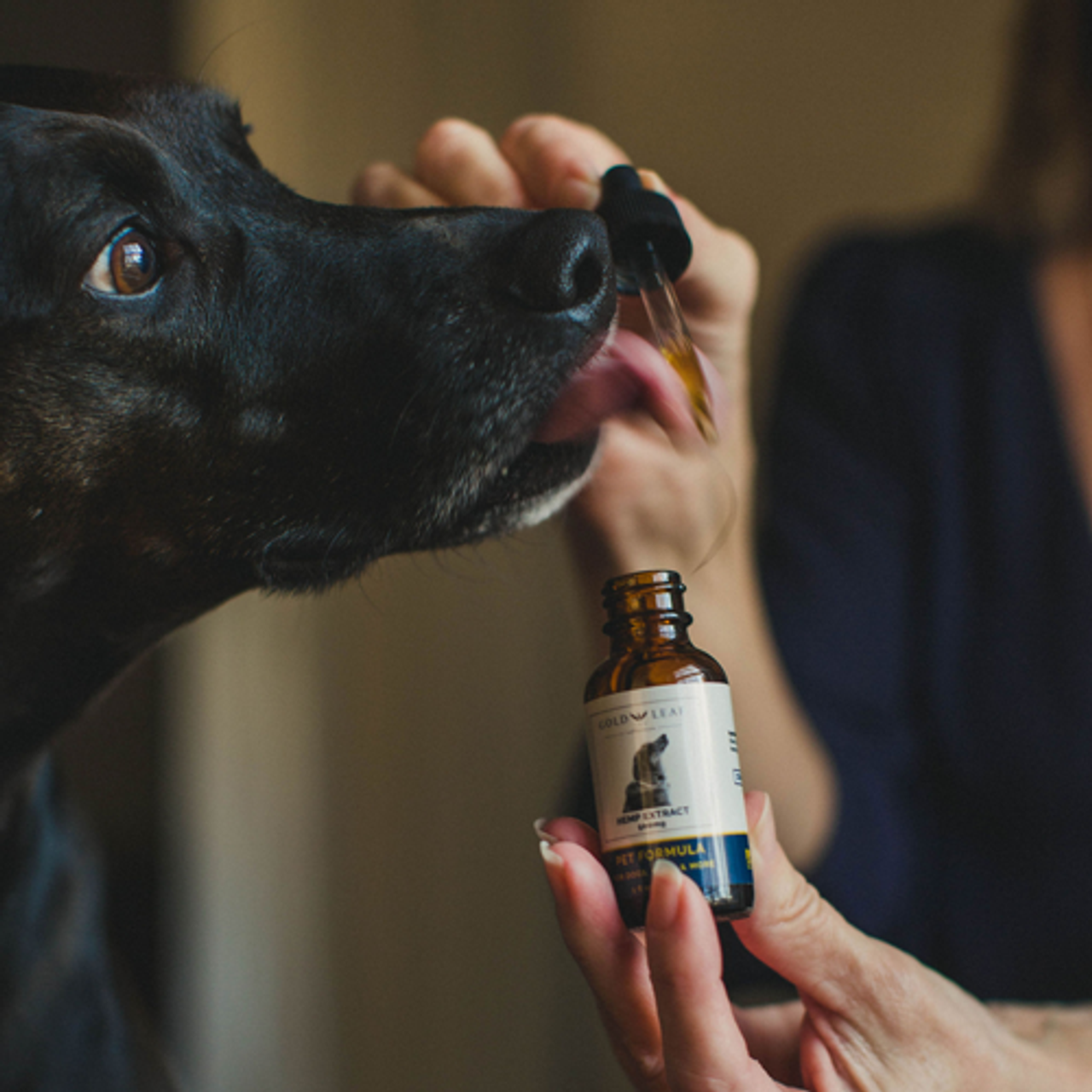 What Makes Probiotics Essential to Enhancing Your Dog’s Diet and Health?