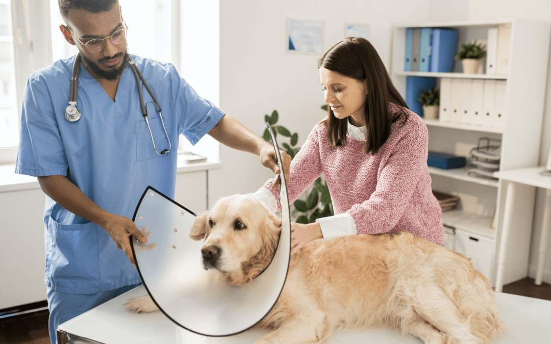 Veterinary Marketing