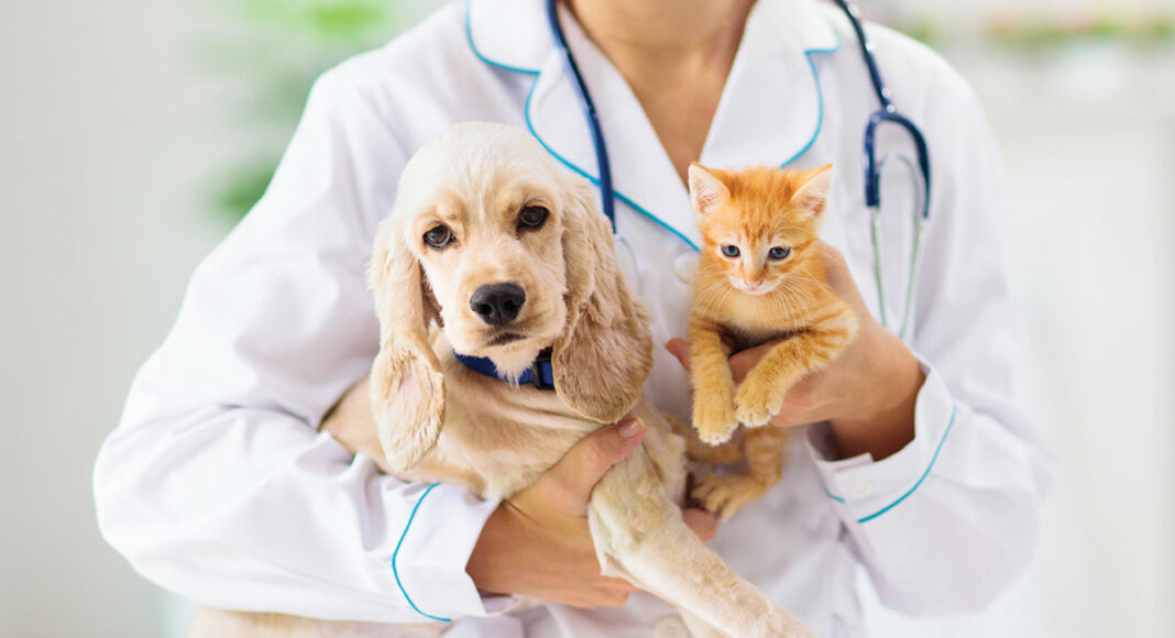 How To Widen The Reach Of Your Veterinary Service?